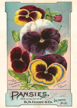 Pansies Vintage adverts Poster Print