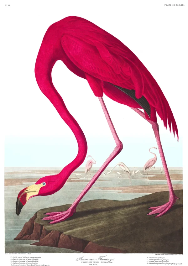 American Flamingo Nature John Audubon Poster Print