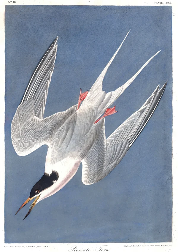 Roseate Tern Nature John Audubon Poster Print