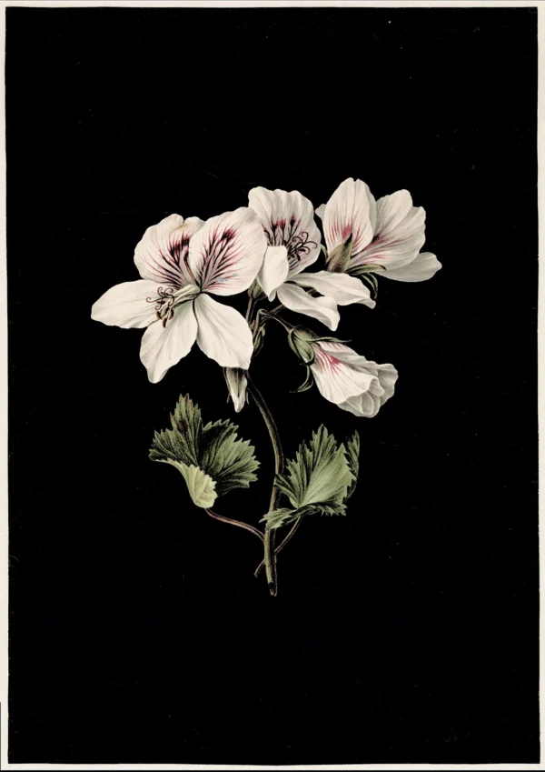 Pelargonium album bicolor Artworks M. De Gijselaar Poster Print