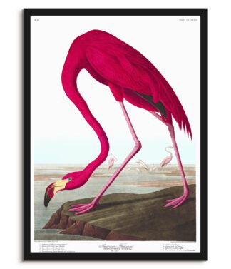 American Flamingo