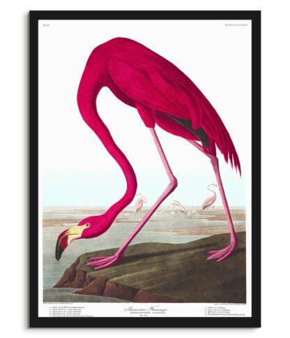 American Flamingo
