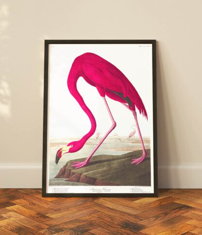 American Flamingo - Image 2