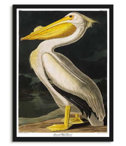 White Pelican