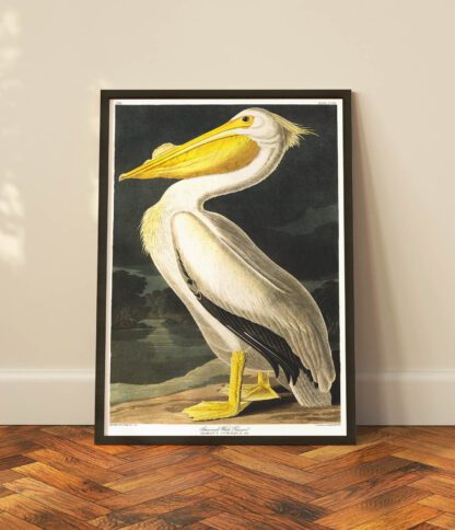 White Pelican - Image 2