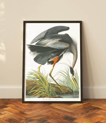 Great Blue Heron - Image 2