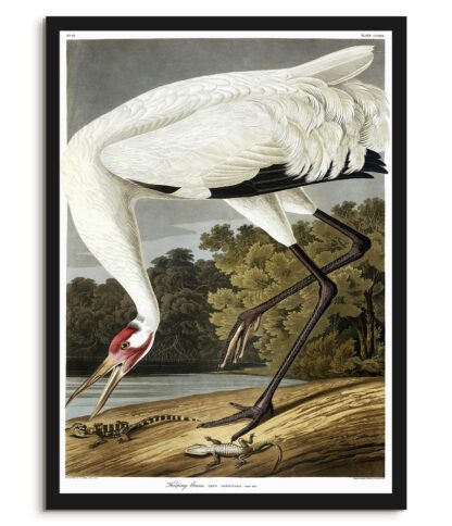 Hooping Crane & Lizards