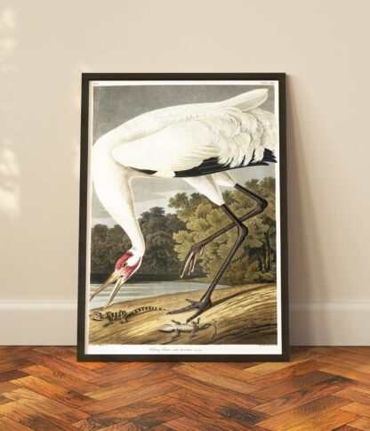 Hooping Crane & Lizards - Image 2