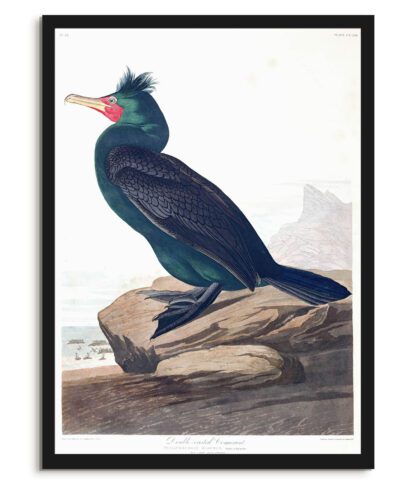 Double Crested Cormorant