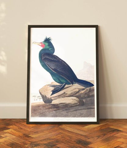 Double Crested Cormorant - Image 2