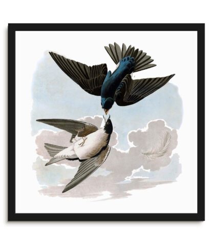 White bellied Swallow