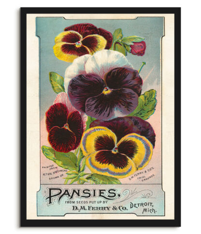 Pansies - Vintage advert