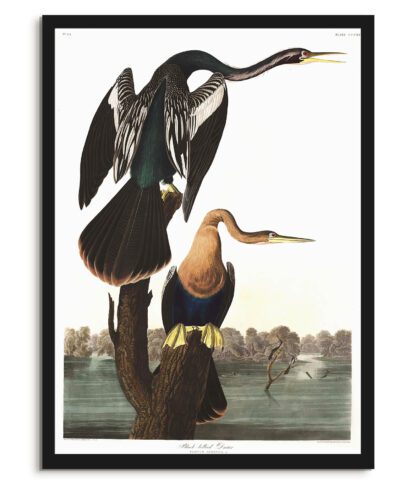 Black Bellied Darter