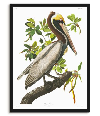 Brown Pelican