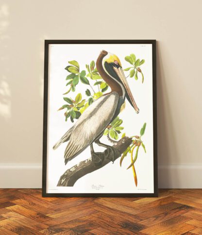 Brown Pelican - Image 2