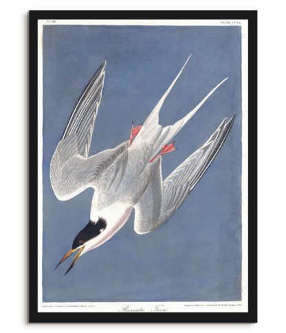 Roseate Tern