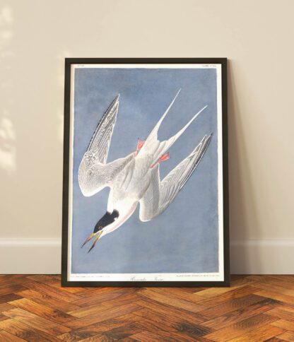Roseate Tern - Image 2