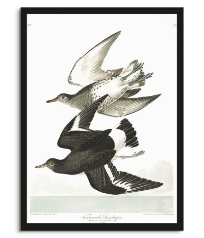 Townsends Sandpiper